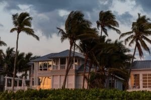 Hurricane winds and palm trees